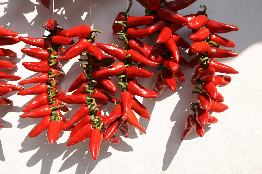 drying pepper bunches