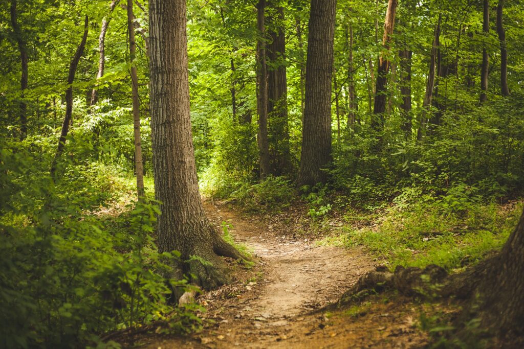 bosque-euskadi