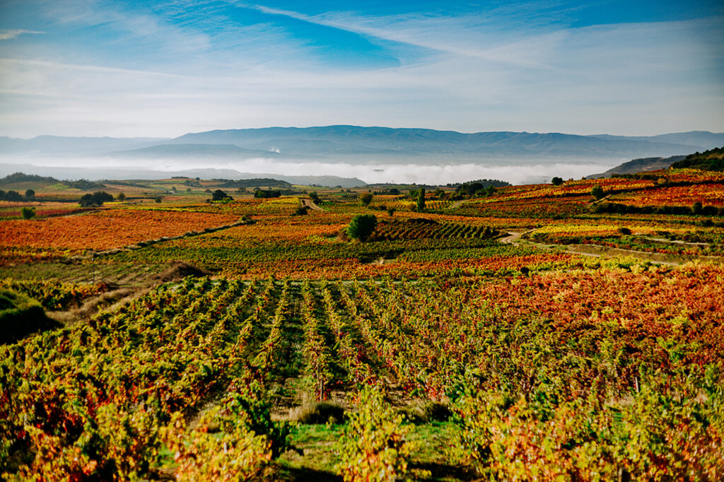 campos-de-viñedos-en-otoño-rioja