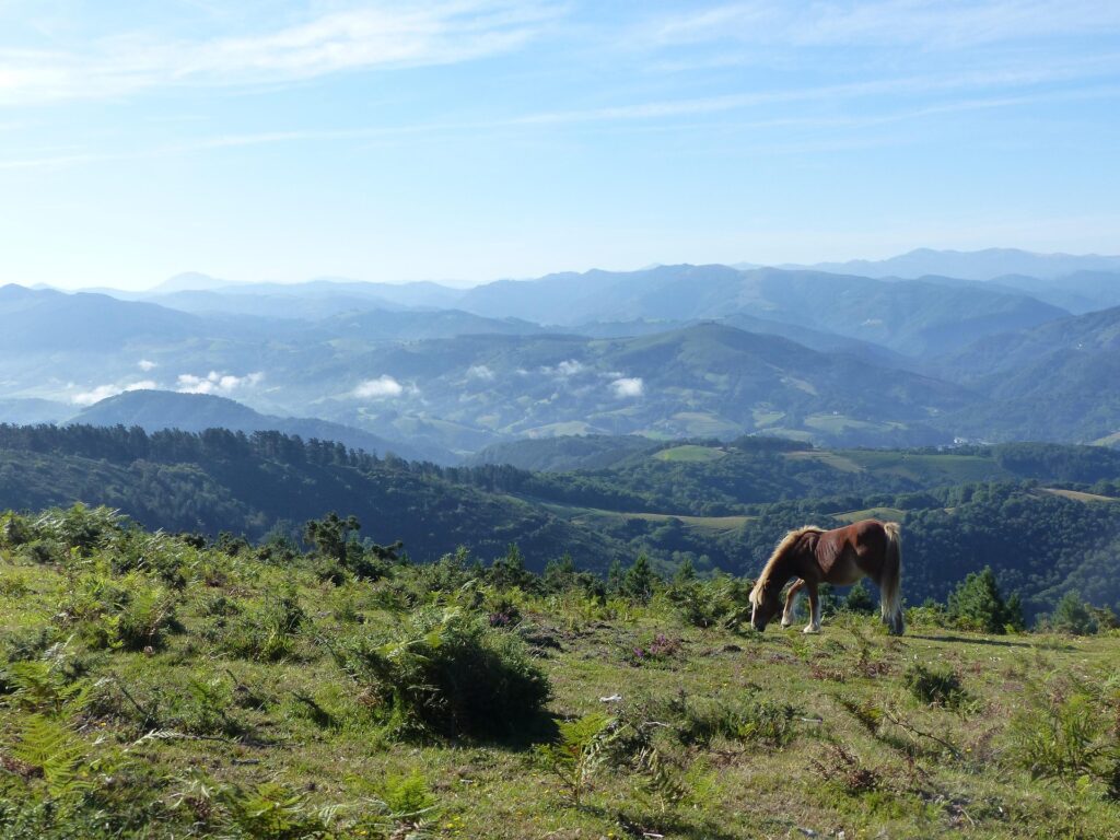 Paisajede los montes con caballo salvaje