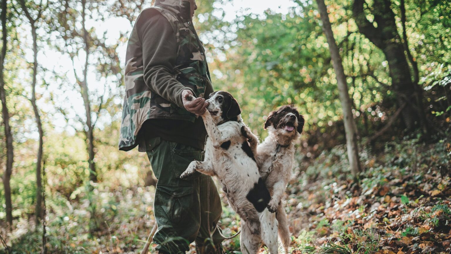 perros-adiestrados Perro adiestrado para encontrar las trufas